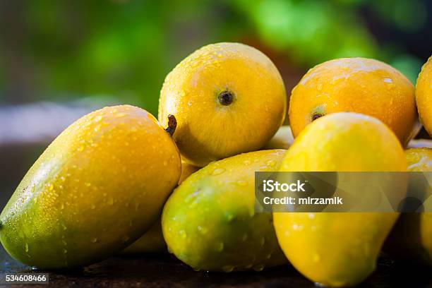 Popular Kesar Mangoeswith Light Green Backround Isolated Stock Photo - Download Image Now