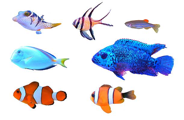 lindo coloridos peces tropicales aislados sobre un fondo blanco - animals and pets isolated objects sea life fotografías e imágenes de stock