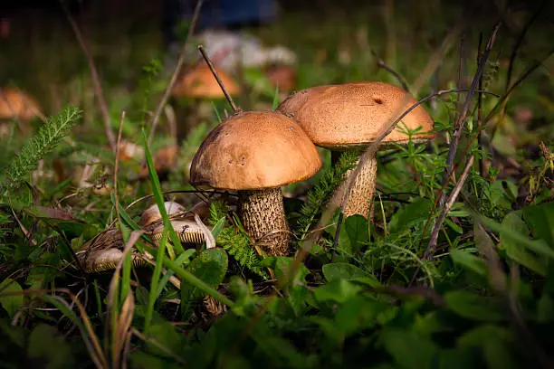 The image of two brown-cap boletus in the forest