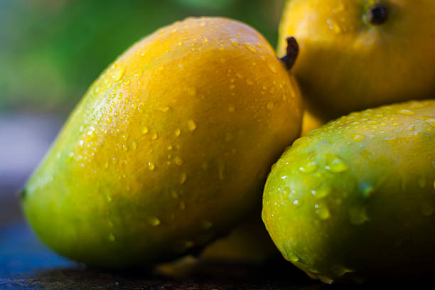 istock Popular Kesar Mangoes.with light green  backround, isolated. 534608632