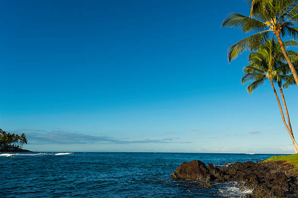 istock Kona Hawaii palm trees 534608807