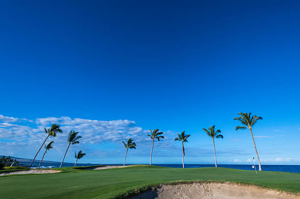 istock Kona Hawaii palm trees 534608817