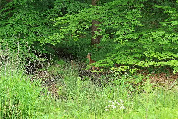 Deer stalks through the forest with its kit well camouflaged