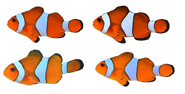 istock group of tropical clown fish isolated white background 534609764