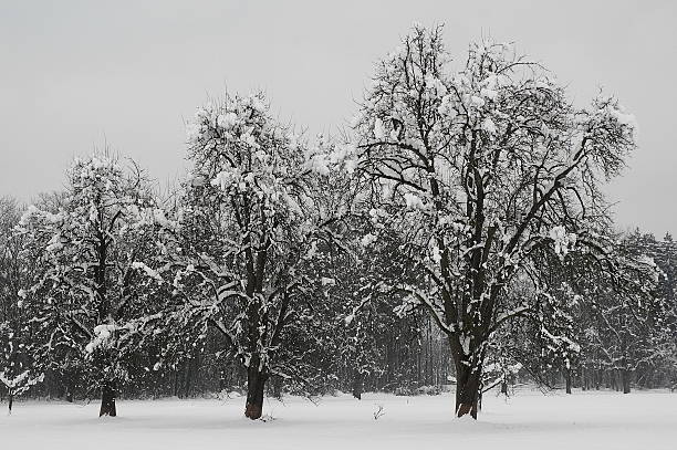 Trees in the snow stock photo