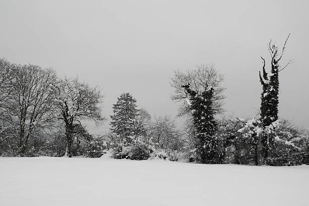 Trees in the snow stock photo