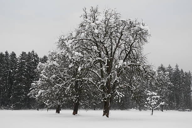 Trees in the snow stock photo