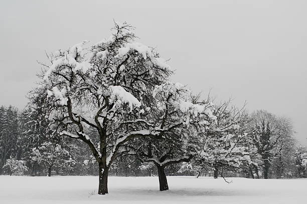 Trees in the snow stock photo