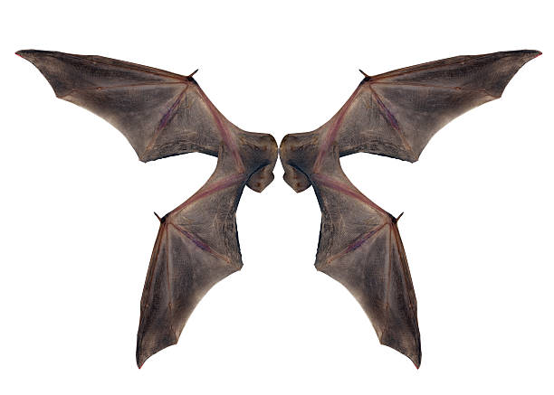 bat wings  isolated on white. stock photo
