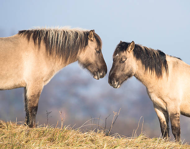 Wild konik horses in winter Feeding konik horses that were warming itself in the morning sun. These are two individuals of a small herd of wild horses in a nature reserve in the south of the Netherlands. konik stock pictures, royalty-free photos & images