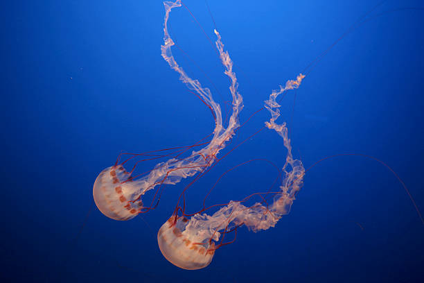 medusa - box jellyfish imagens e fotografias de stock