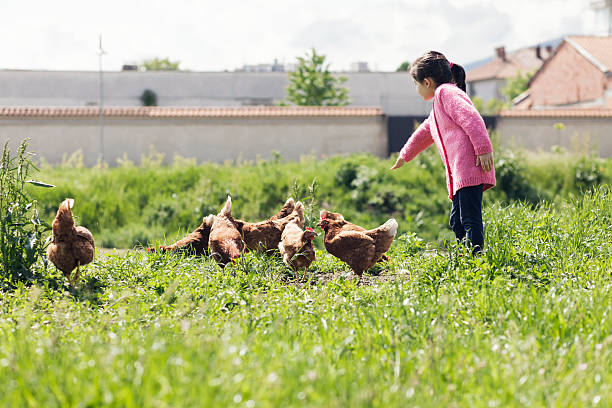 istock Girl Feeding Chickens at a Farm 534621058