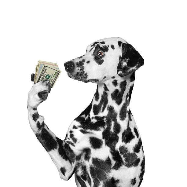 Dog holding in its paws a lot of money stock photo