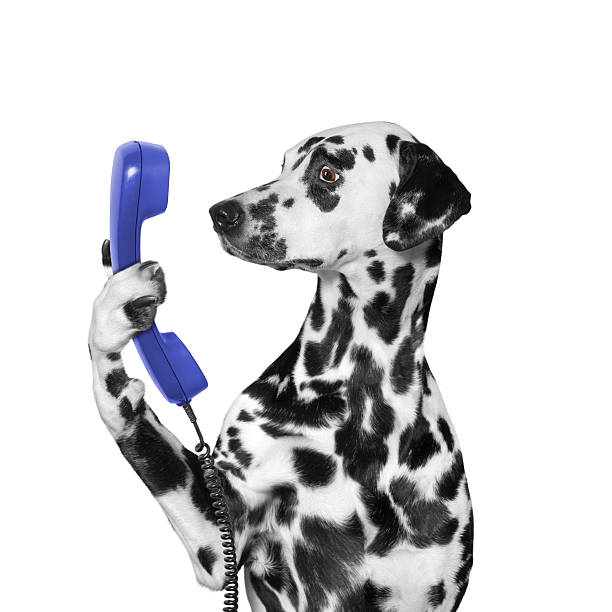 dog keeps phone in its paw stock photo