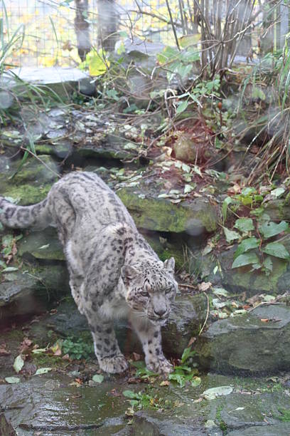 Big Cat Big cat prowling stock pictures, royalty-free photos & images