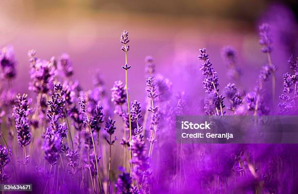 Lavender Flowers Stock Photo - Download Image Now - 2015, Agricultural Field, Aromatherapy