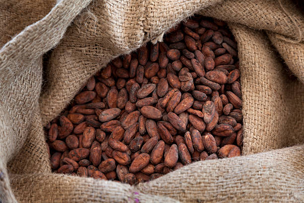 chicchi di cacao in un sacchetto di juta - cocoa bean foto e immagini stock