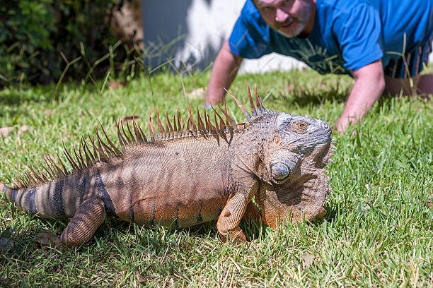 portrait of tropical iguana