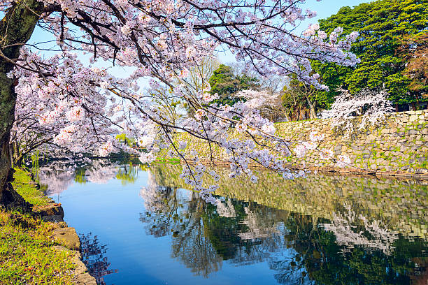 Hikone, Japan sakura cherry trees in the spring.