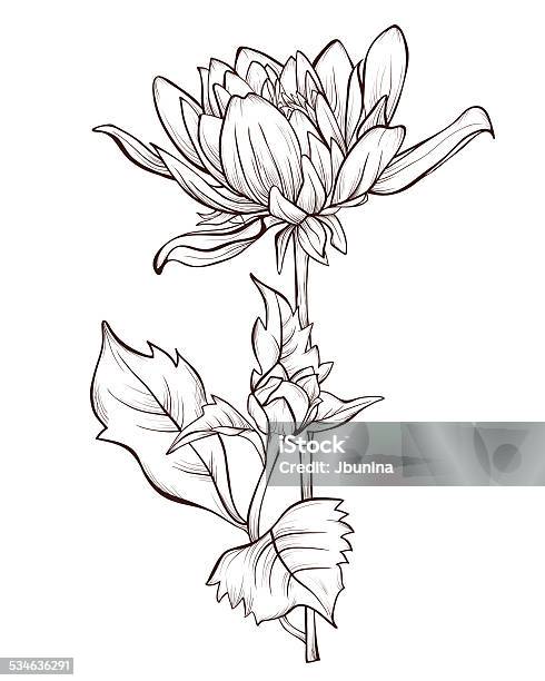 Dahlia Flowers Isolated Stock Illustration - Download Image Now - Black And White, Chrysanthemum, Illustration