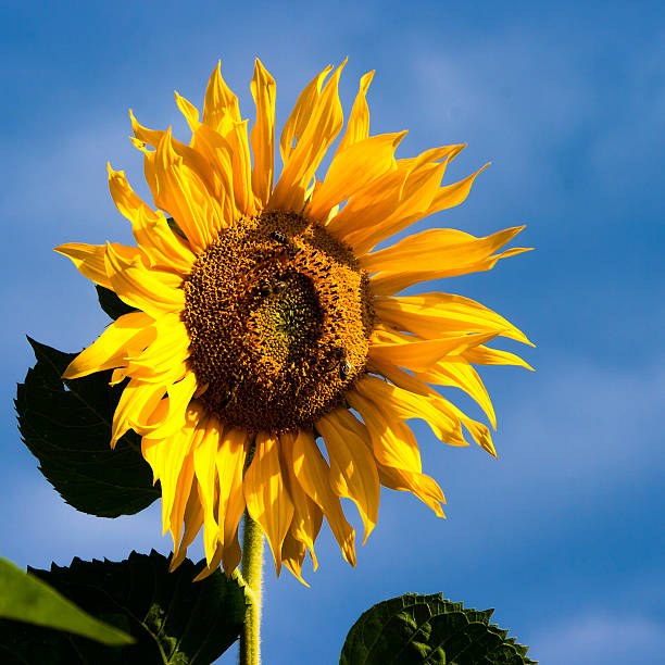 istock Mature sunflower is in the field 534636303