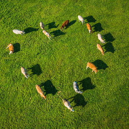 Herd of cows forming a love heart shape in a vibrant green field of grassy pasture. ProPhoto RGB profile for maximum color fidelity and gamut.