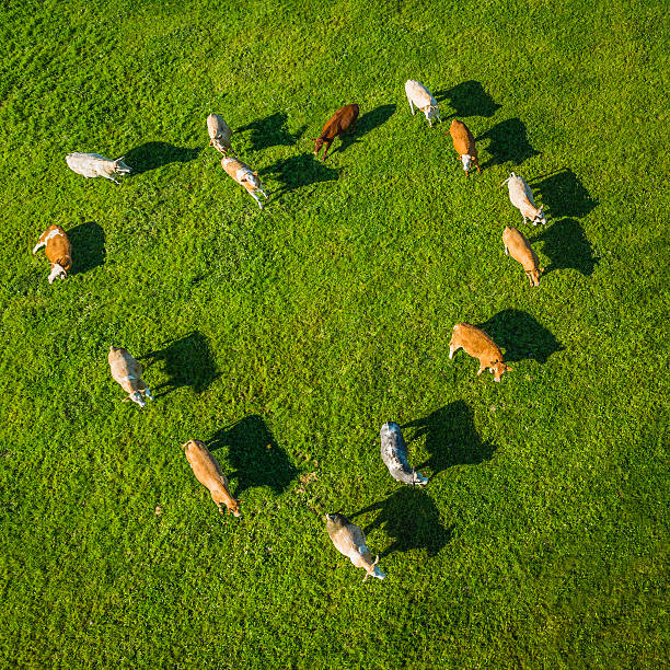 miłość serce kształcie stado krów w zielone pastwisko paść się - aerial view mid air farm field zdjęcia i obrazy z banku zdjęć