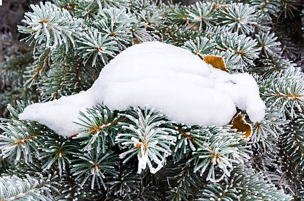 istock frosted twigs and leaves 534638157