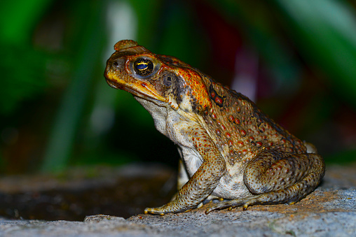 Side view of a can toad as it sits on a rock waiting for insects to pass by. Found in Queensland, Australia