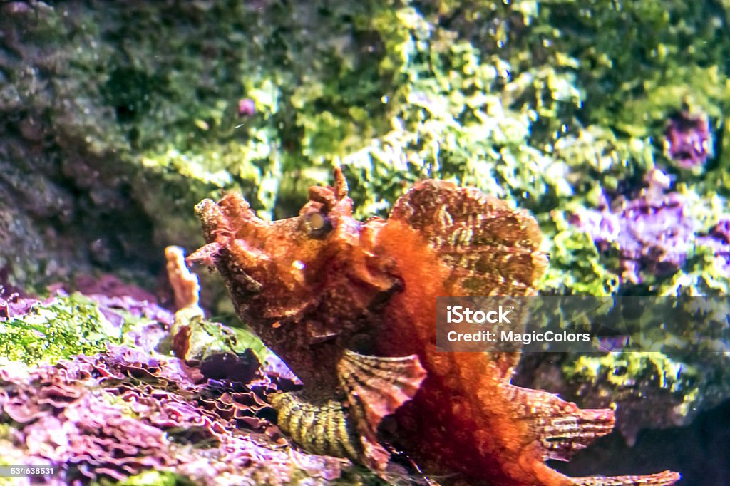 Rock Fish 2015 Stock Photo