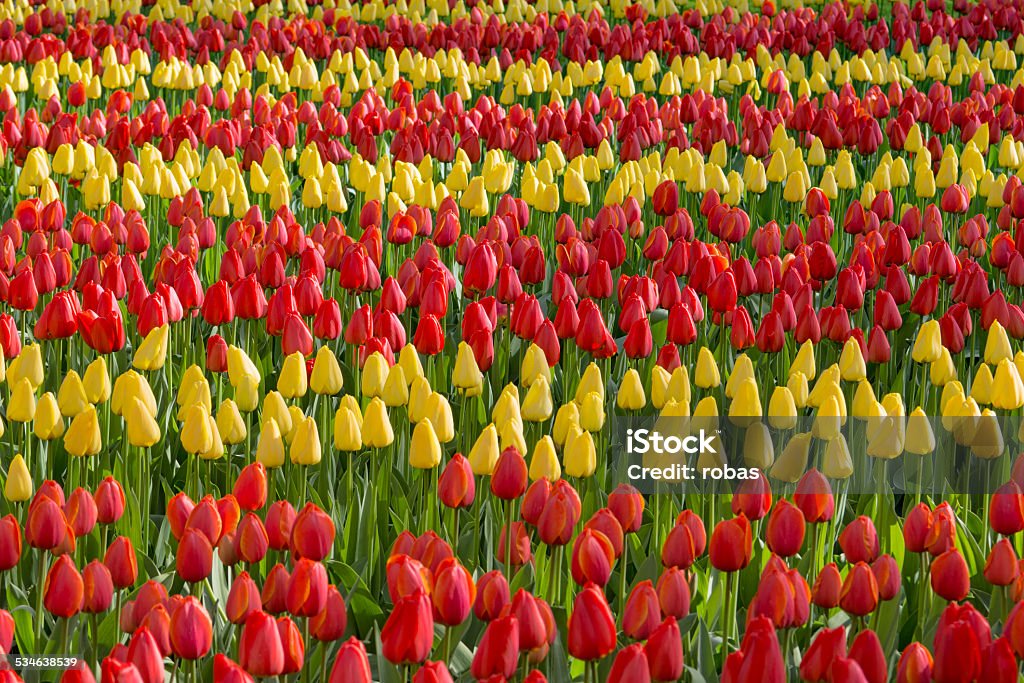 Bed of red and yellow tulips, growing in straight lines 2015 Stock Photo