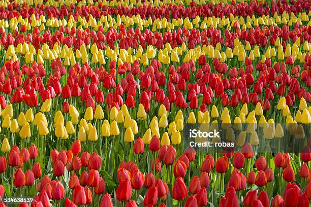 Bed Of Red And Yellow Tulips Growing In Straight Lines Stock Photo - Download Image Now