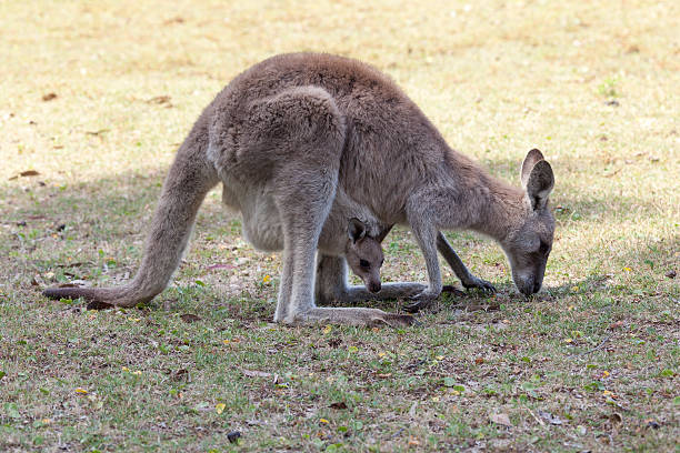 istock Red Kangaroo mother and joey  in Australia 534640547