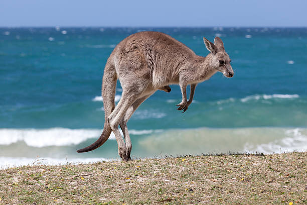 Jumping  Red Kangaroo on the beach,  Australia Jumping Red Kangaroo on the beach, Depot Beach,New South Wales, Australia red kangaroo stock pictures, royalty-free photos & images