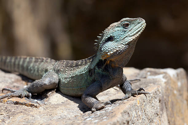istock Eastern Water Dragon in the woods 534640609