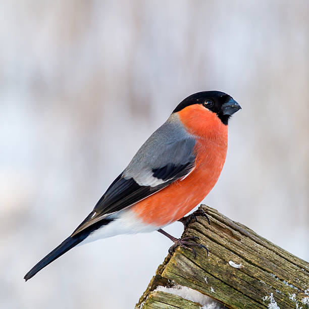 istock Bullfinch on the Edge 534640635