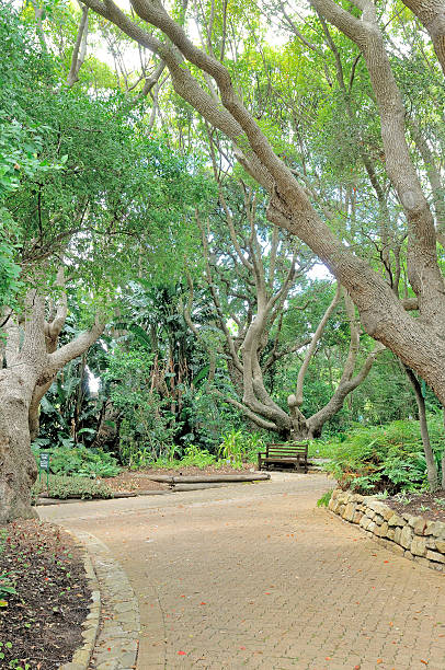 istock Bench beneath trees in Kirstenbosch 534640833