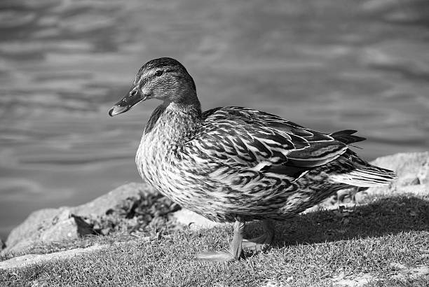 Female mallard duck standing on grass by the water's edge - monochrome processing