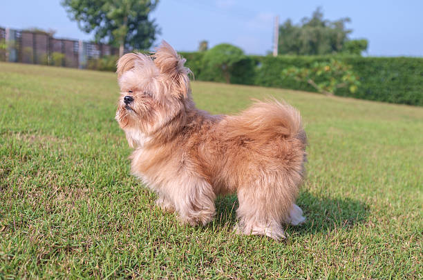 istock Cheerful Dog in the Garden 534642585