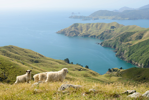 Sheep at the Marlborough Sounds (Okuri Bay), South Island, New Zealand