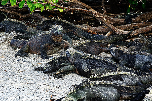 marine iguanas em ilha fernandina - fernandina beach - fotografias e filmes do acervo