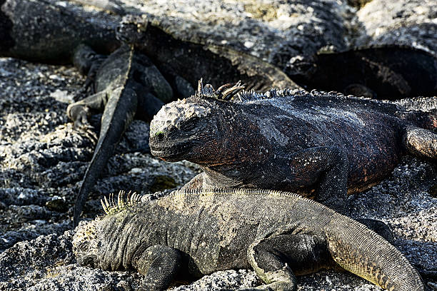 marine iguanas close-up em ilhas galápagos - fernandina beach - fotografias e filmes do acervo