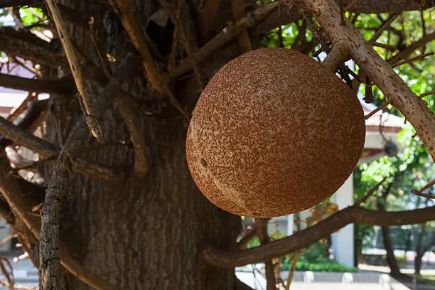 Fruit Ball on Salavan tree ,The Buddhists believe that Buddha was born under the Salavan tree, Cannonball Tree
