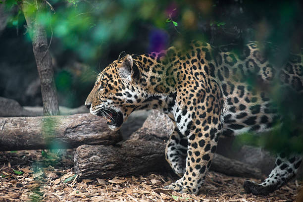 istock Jaguar in wildlife. 534643579