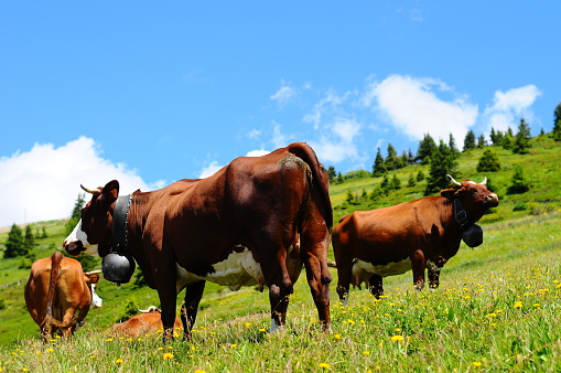 Cows on the mountains