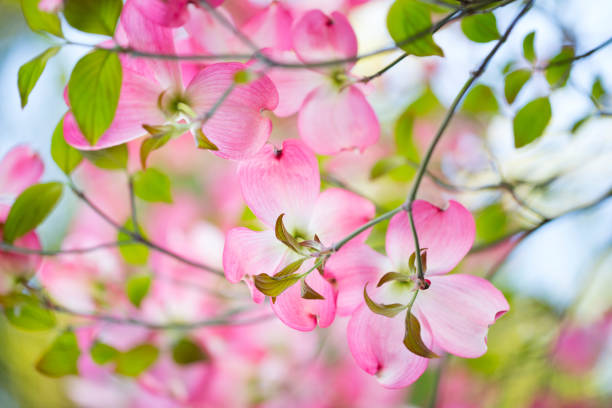 istock Pink Dogwood Flower 534663206