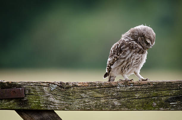 Lonely Little Owl stock photo