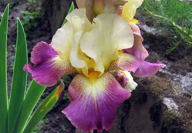 Iris Flowers Lightshine