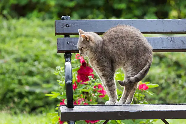 Photo of cat arched her back on bench in the park