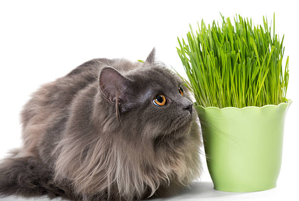 Persian kitten sits near grass,  isolated on white